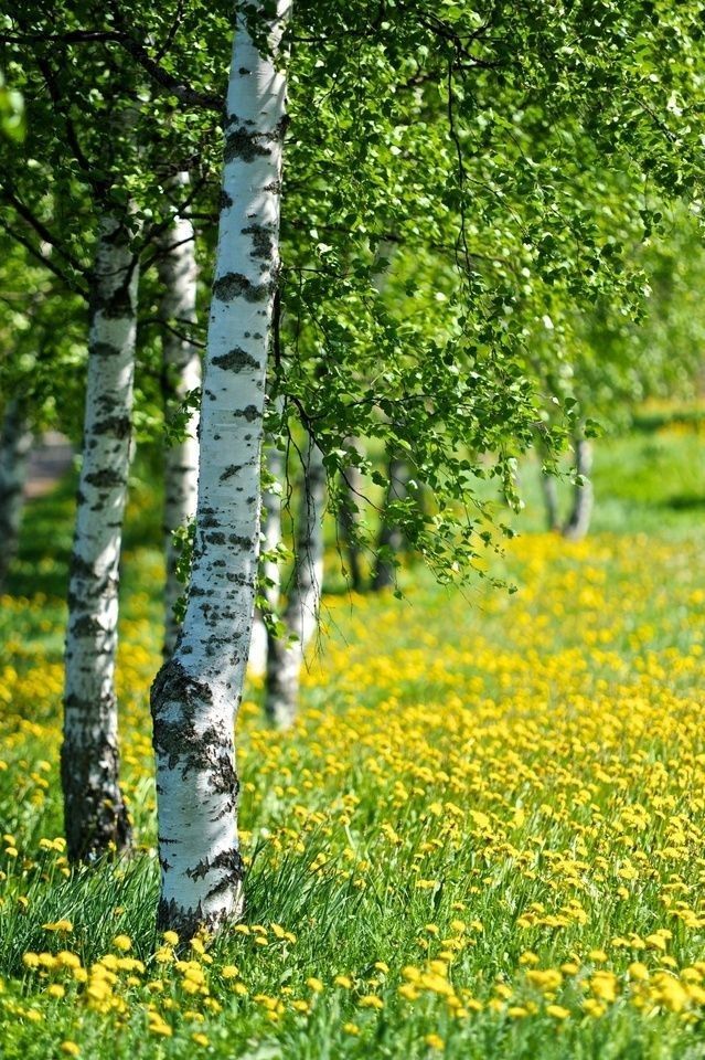 The Dyson blog: Design to Value and the Environmental Emergency